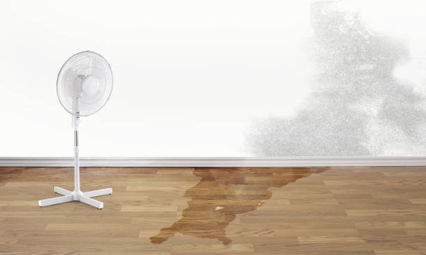 Best Local water damage restoration  in Knob Noster, MO