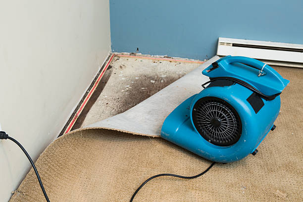 Best Water damage contractors near me  in Knob Noster, MO